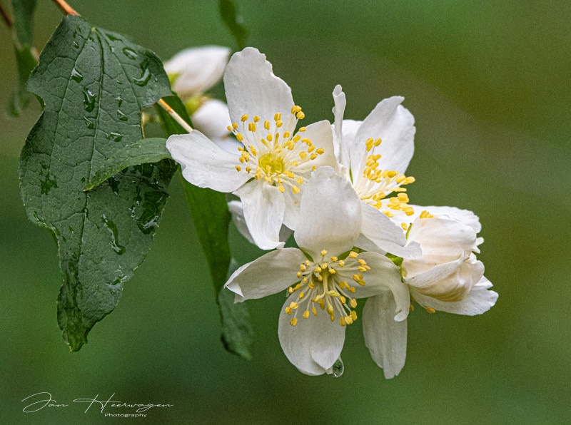 Jan HeerwagenJune 2025After the Rain