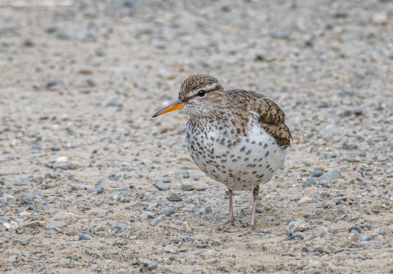 Jan HeerwagenJune 2025Spotted Sandpiper