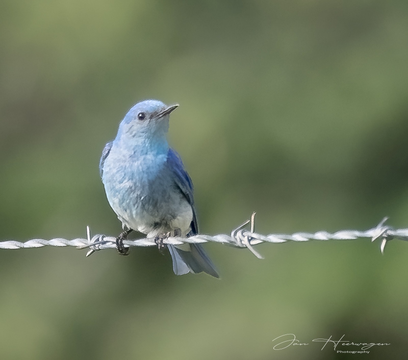 Jan HeerwagenJune 2025Mountain Bluebird