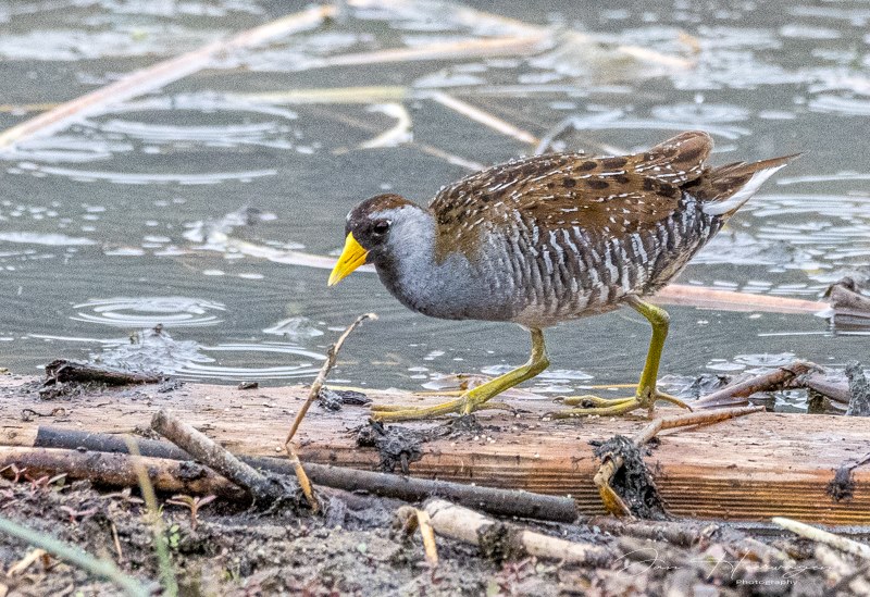 Jan HeerwagenJune 2025Sora Walk