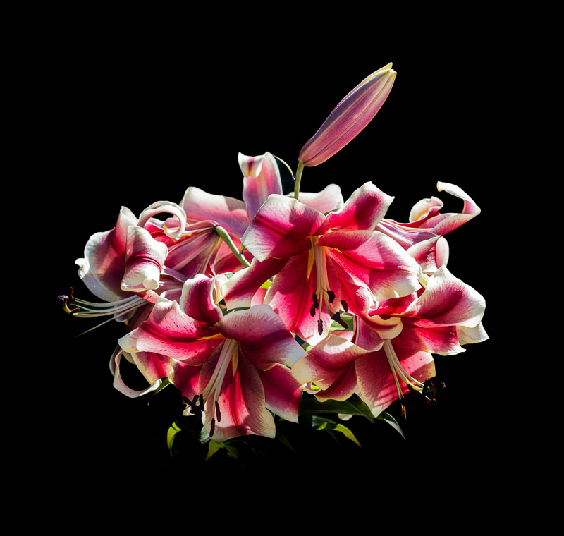 Carl ErlandJuly 2025Lily