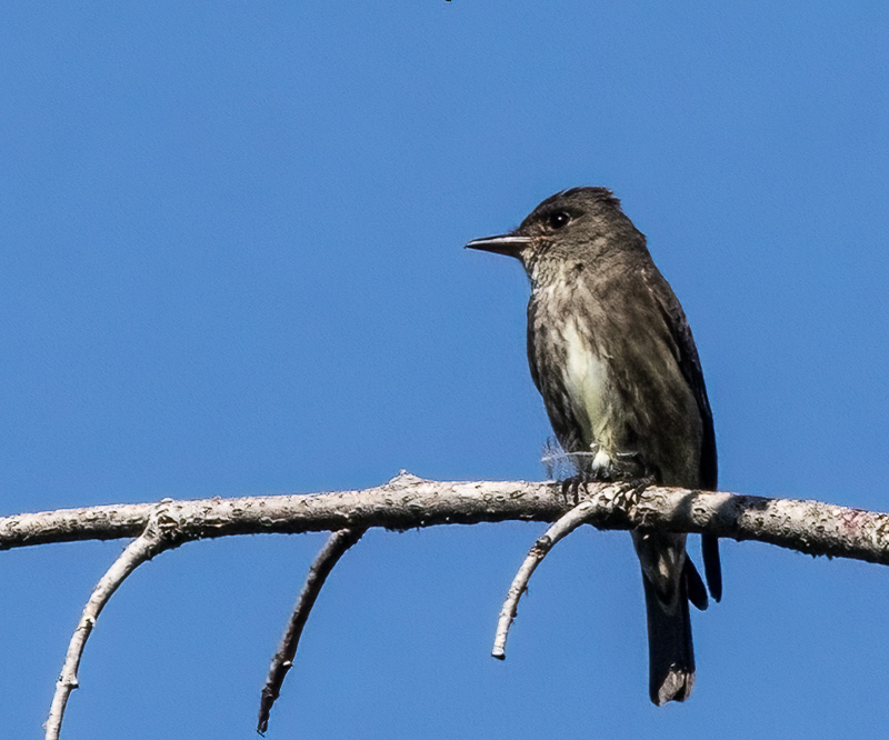 Carl ErlandJuly 2025Western Wood-Pewee