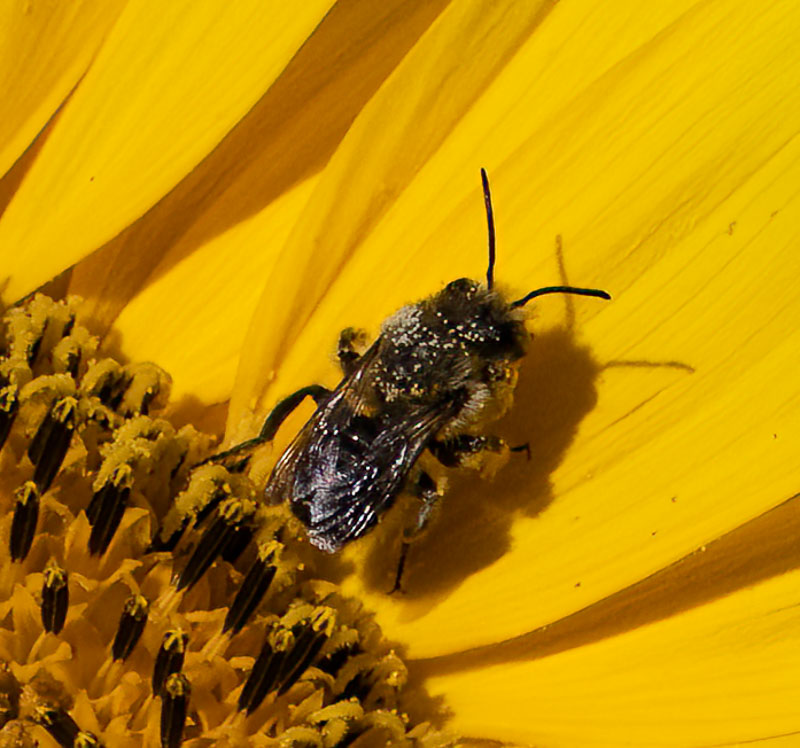 Carl ErlandJuly 2025Bee and Shadow