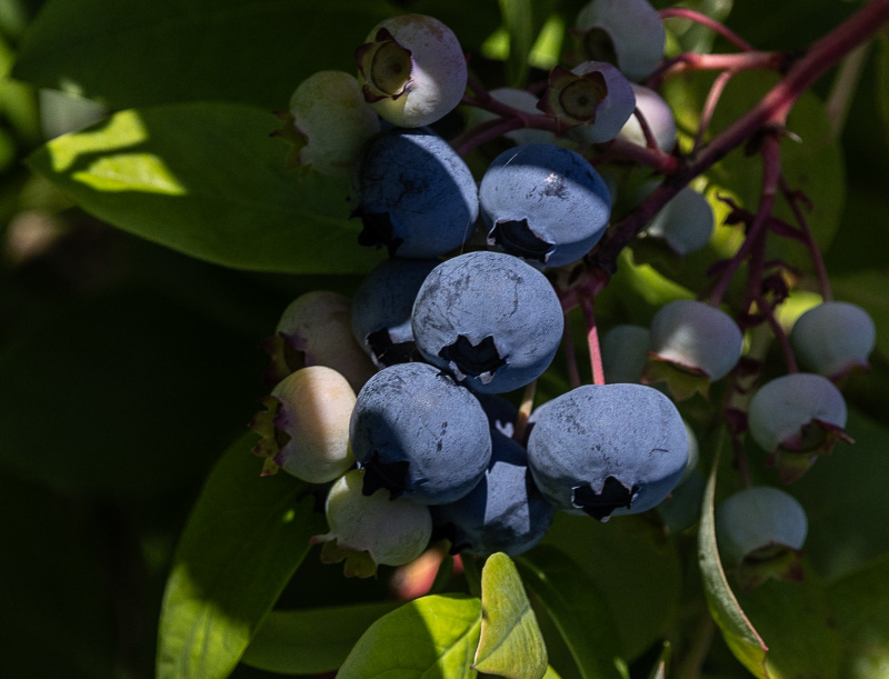 Carl ErlandJuly 2025Blueberries