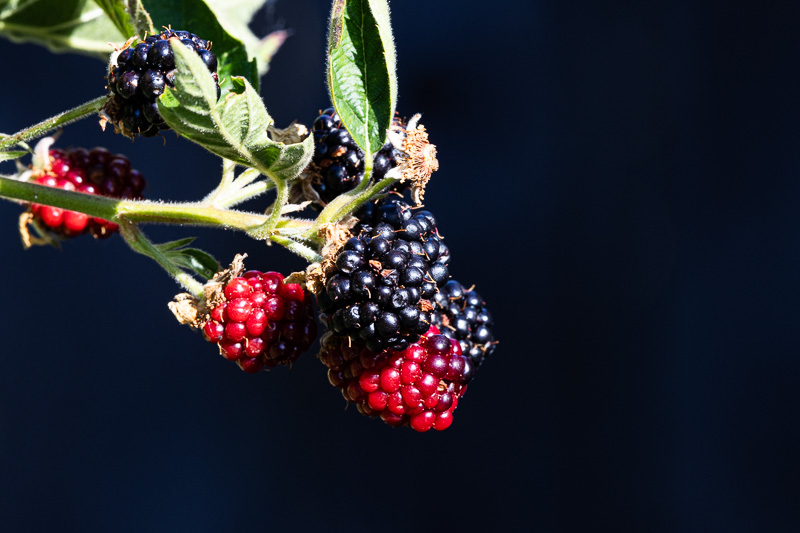 Photos of the Month - July 2025 