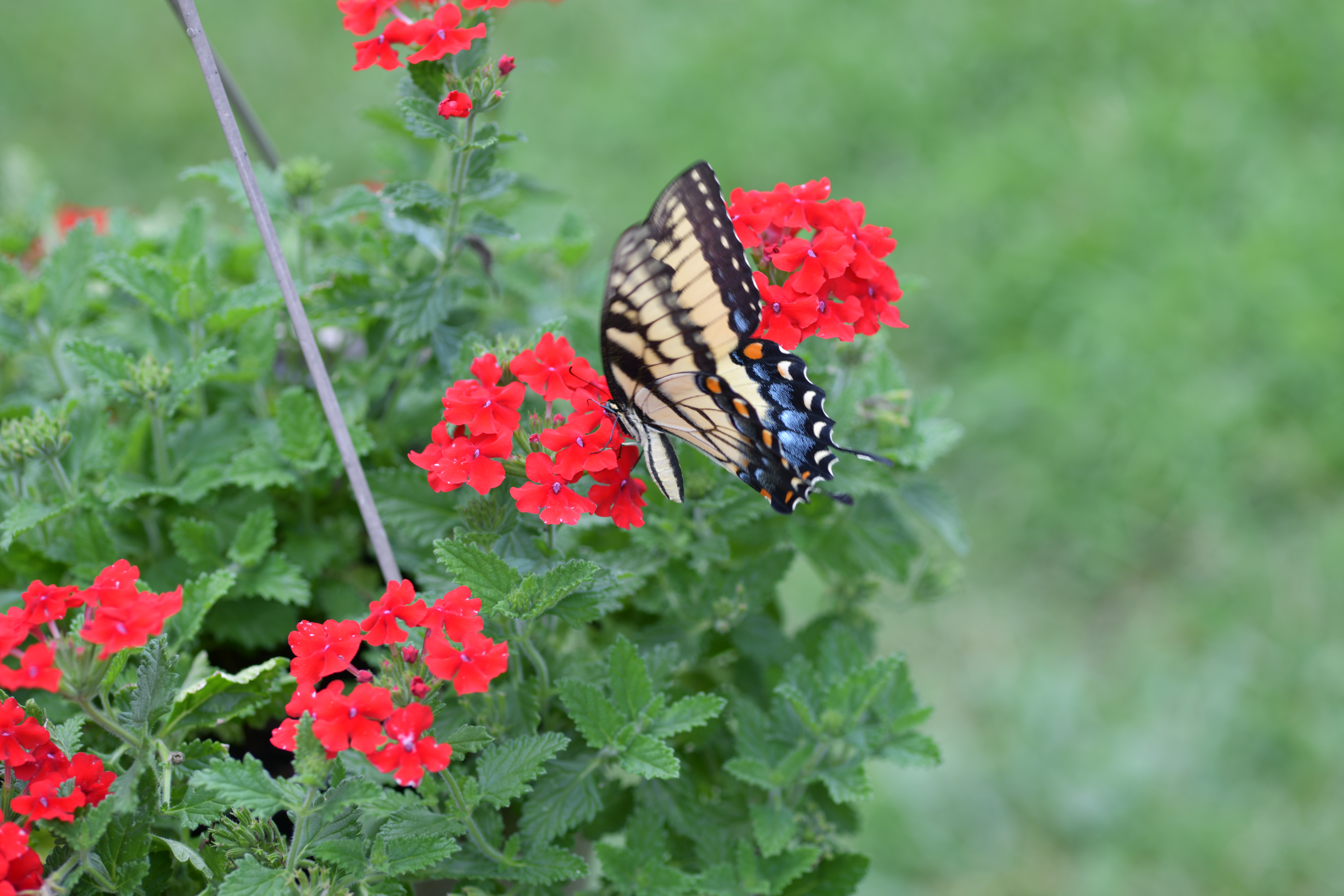 GC2_1163.JPG