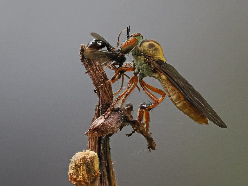 Robberfly 7 w-prey 1wk1_P8050139.jpg