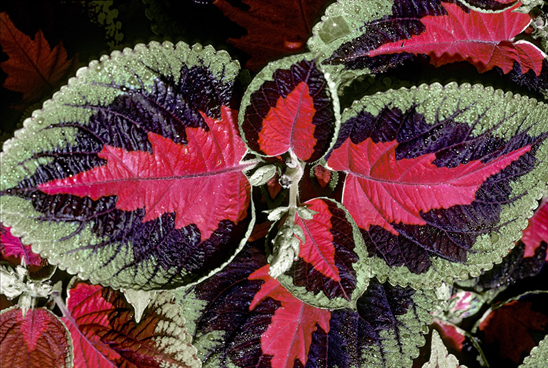 Sc0862.jpg