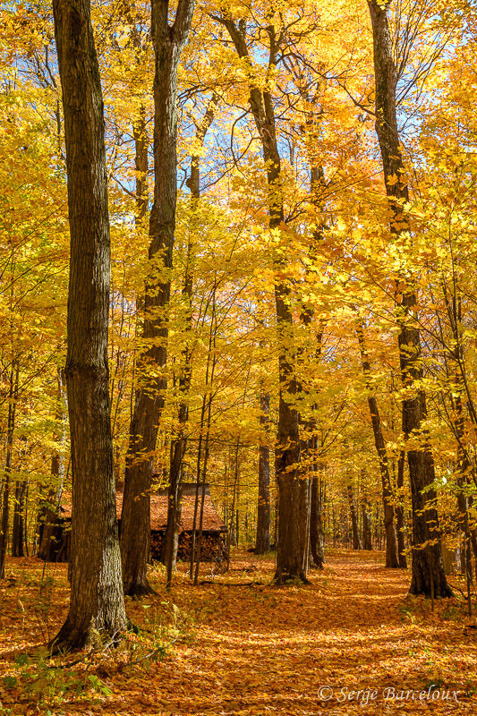 SB_S9D1604_La cabane