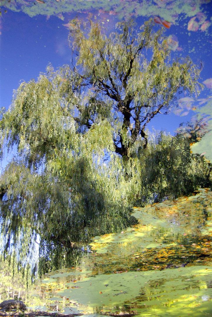 Le saule