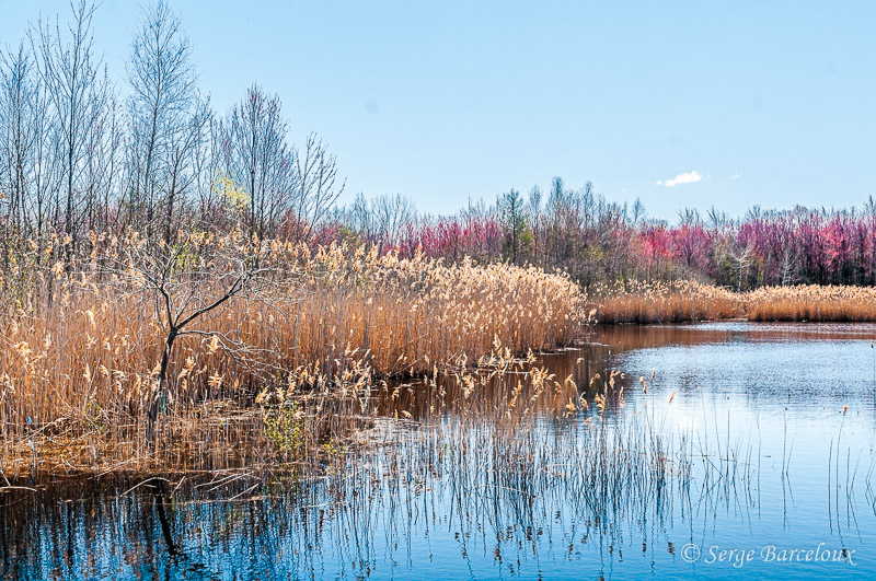 SB_Parc des tangs-Antoine-Charlebois