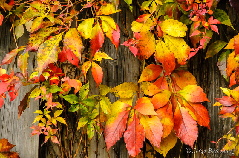 SB_Feuillage d'automne