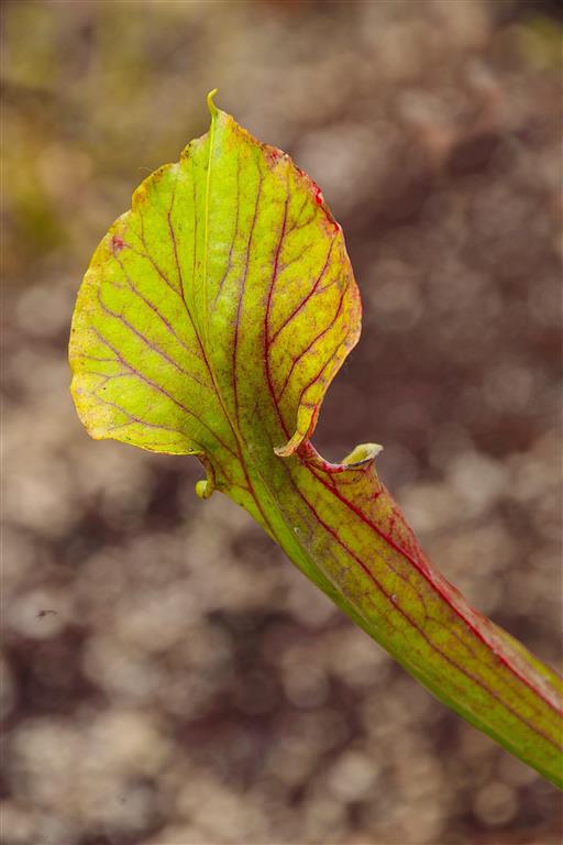 MO-( Sarracenia flava ) .JPG