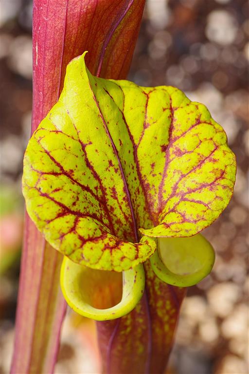 MO-(Sarracenia flava ).JPG