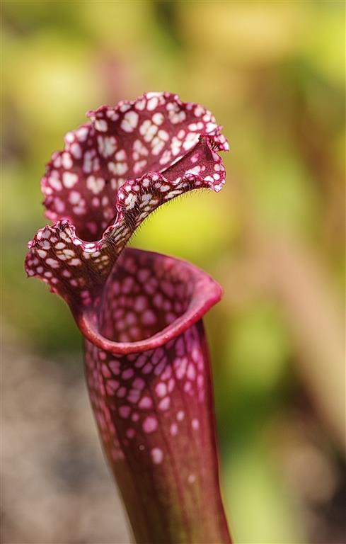 MO-( Sarracenia psittacina) .JPG