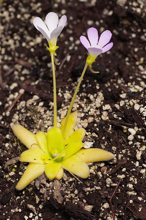 MO- Pinguicula.JPG