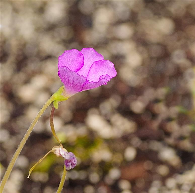 MO-Fleur (Pinguicula).JPG