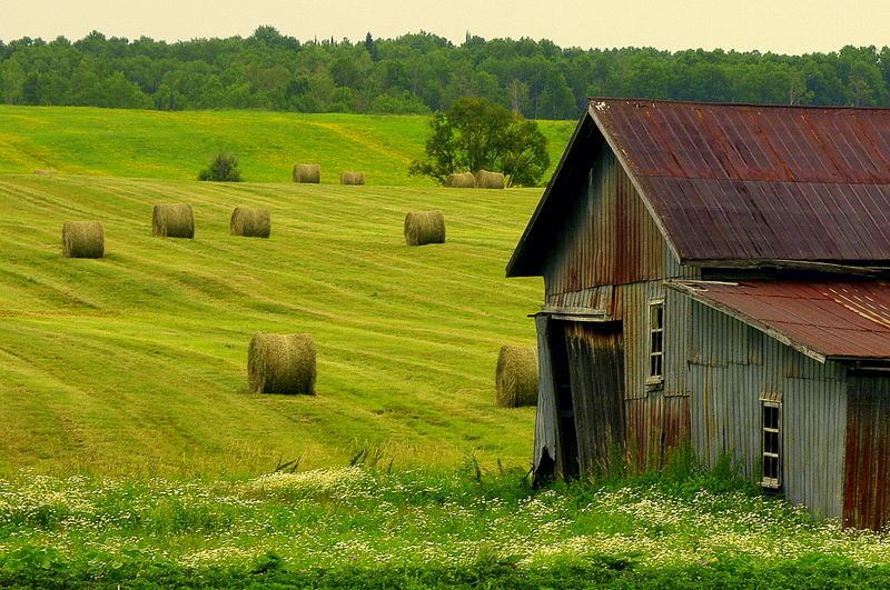 GF-JG-Belle récolte, Roquemaure, Abitibi, 2011_IGP2811