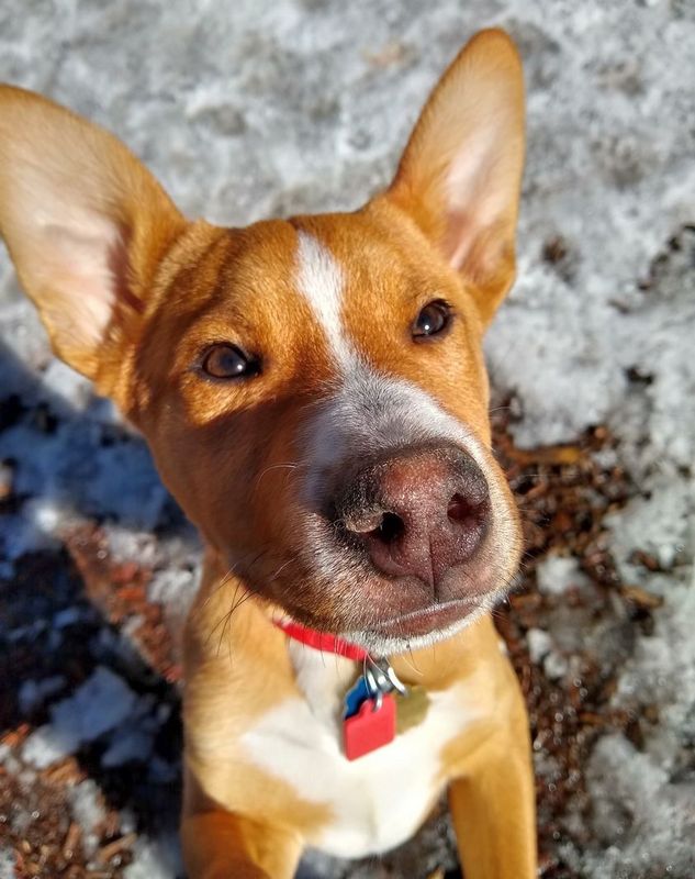 Ringo