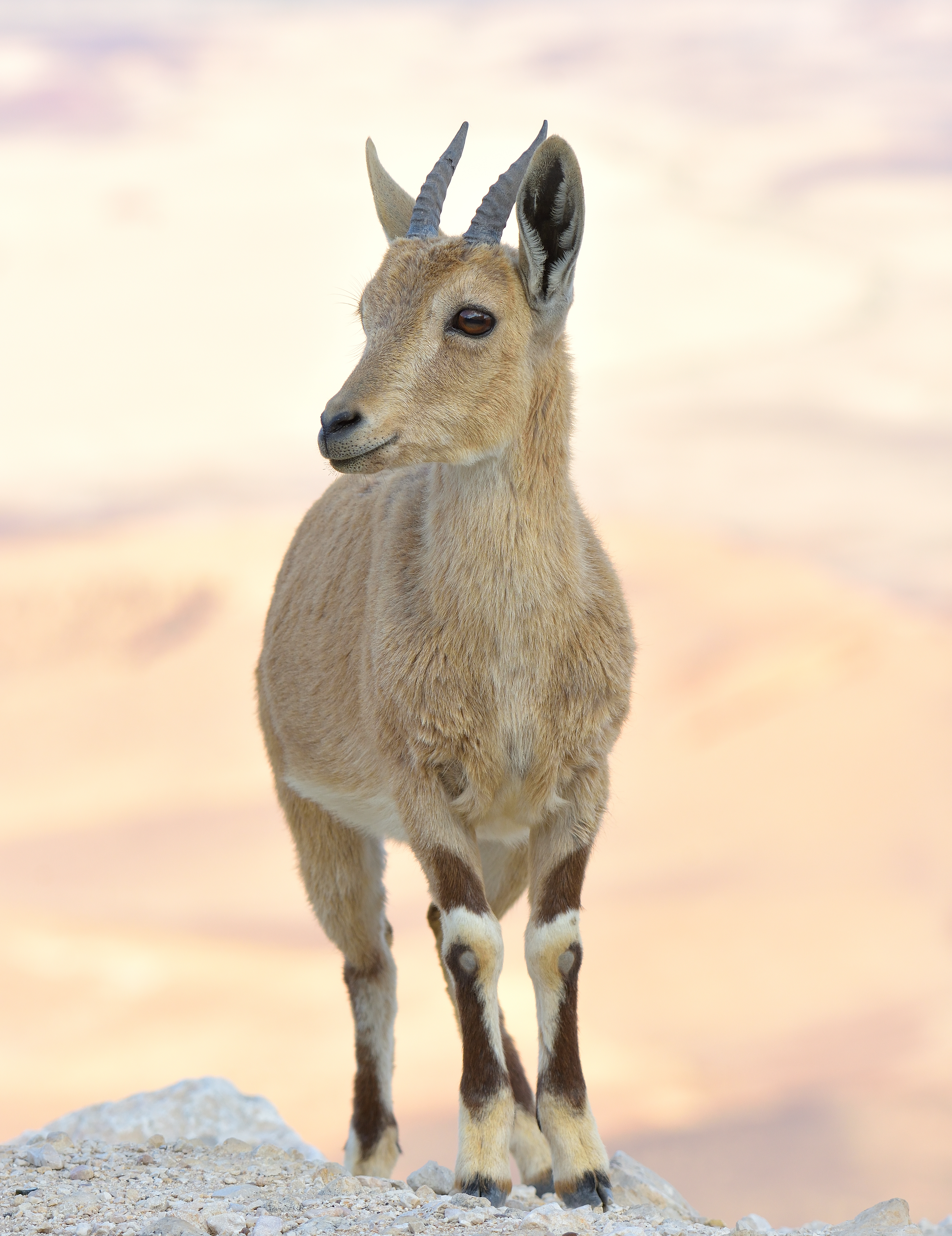 Nubian Ibex