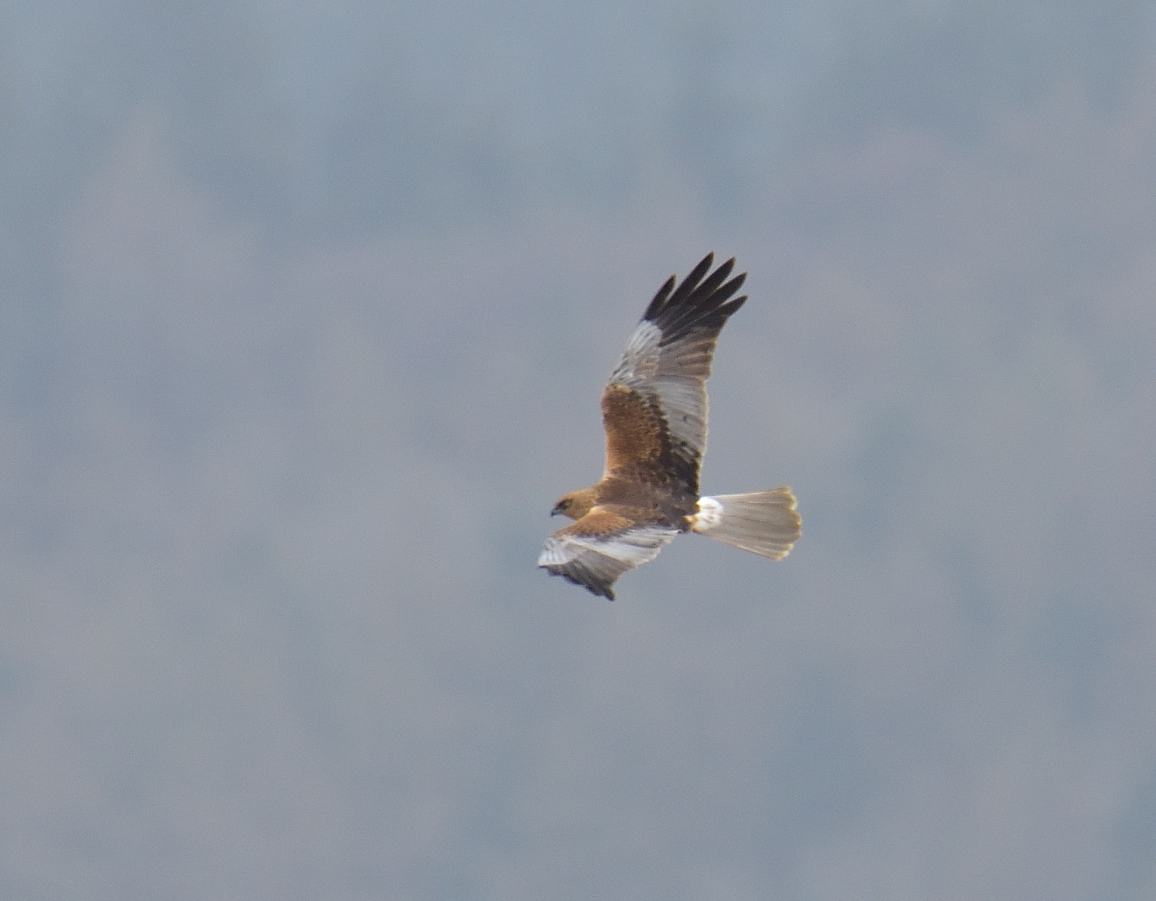 Marsh Harrier