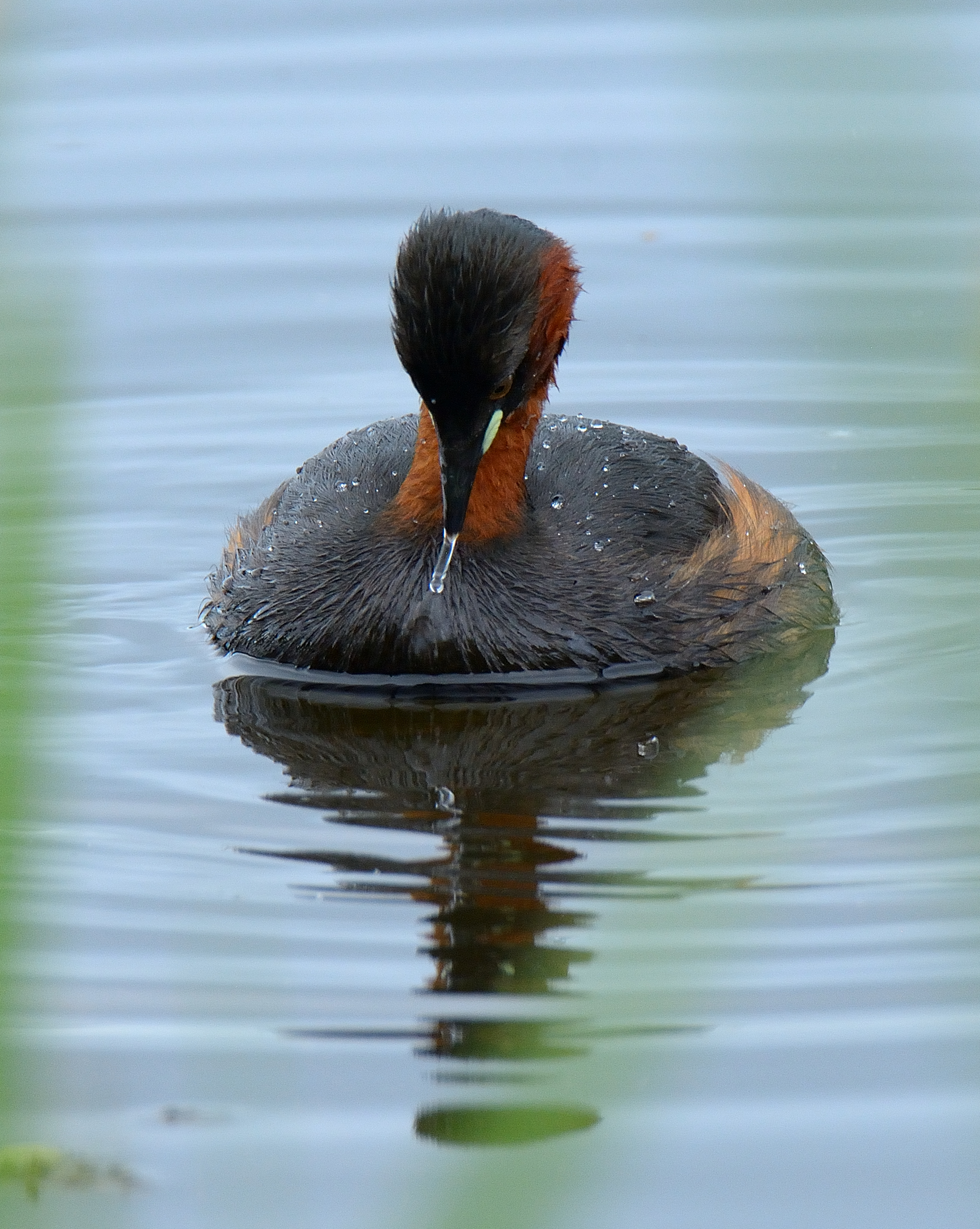 Little Grebe