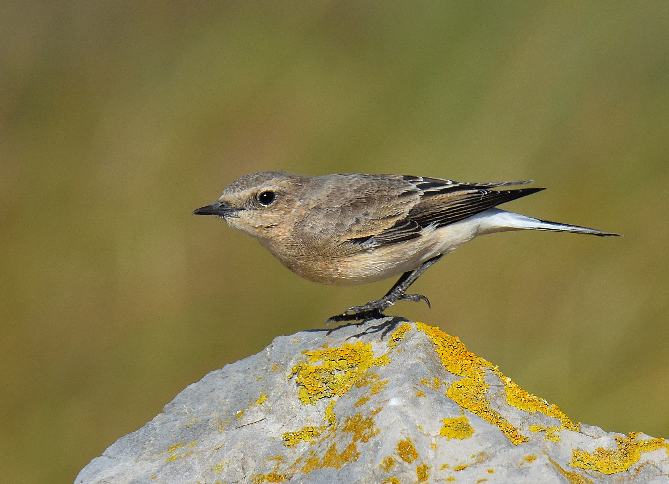 Black-eared Wheatear