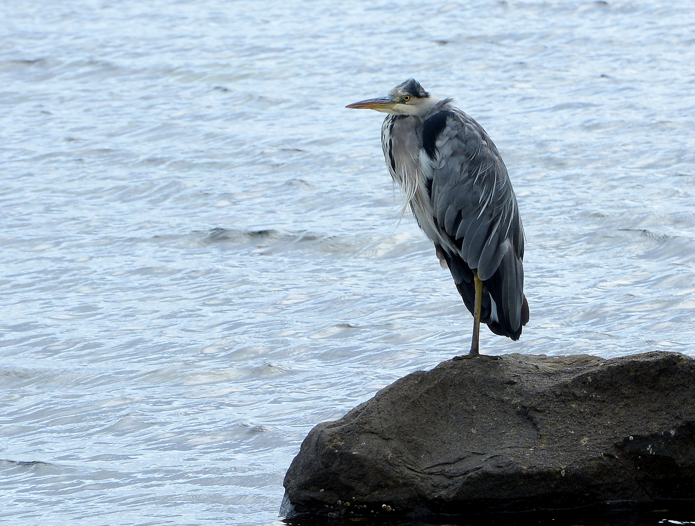 Grey Heron