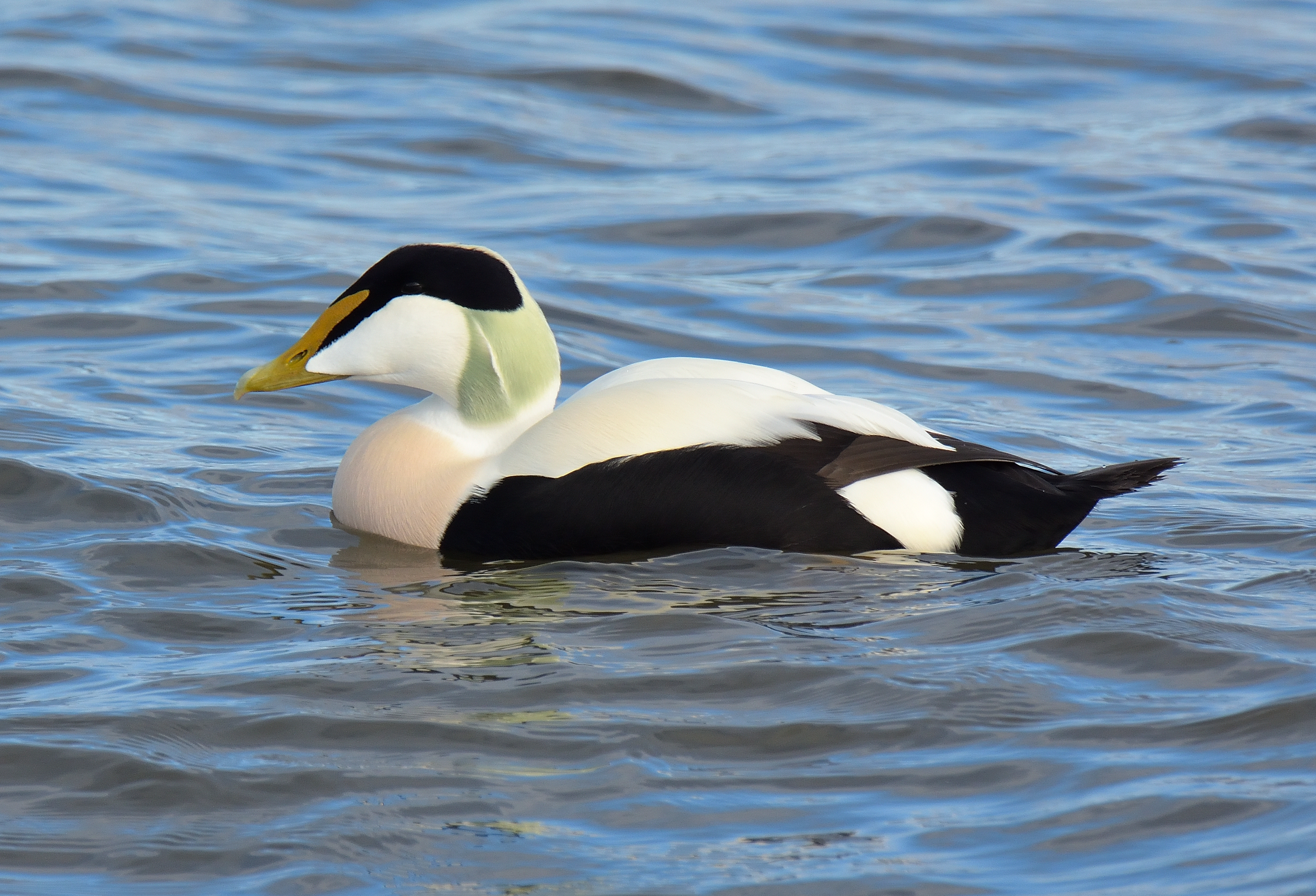 Eider Duck