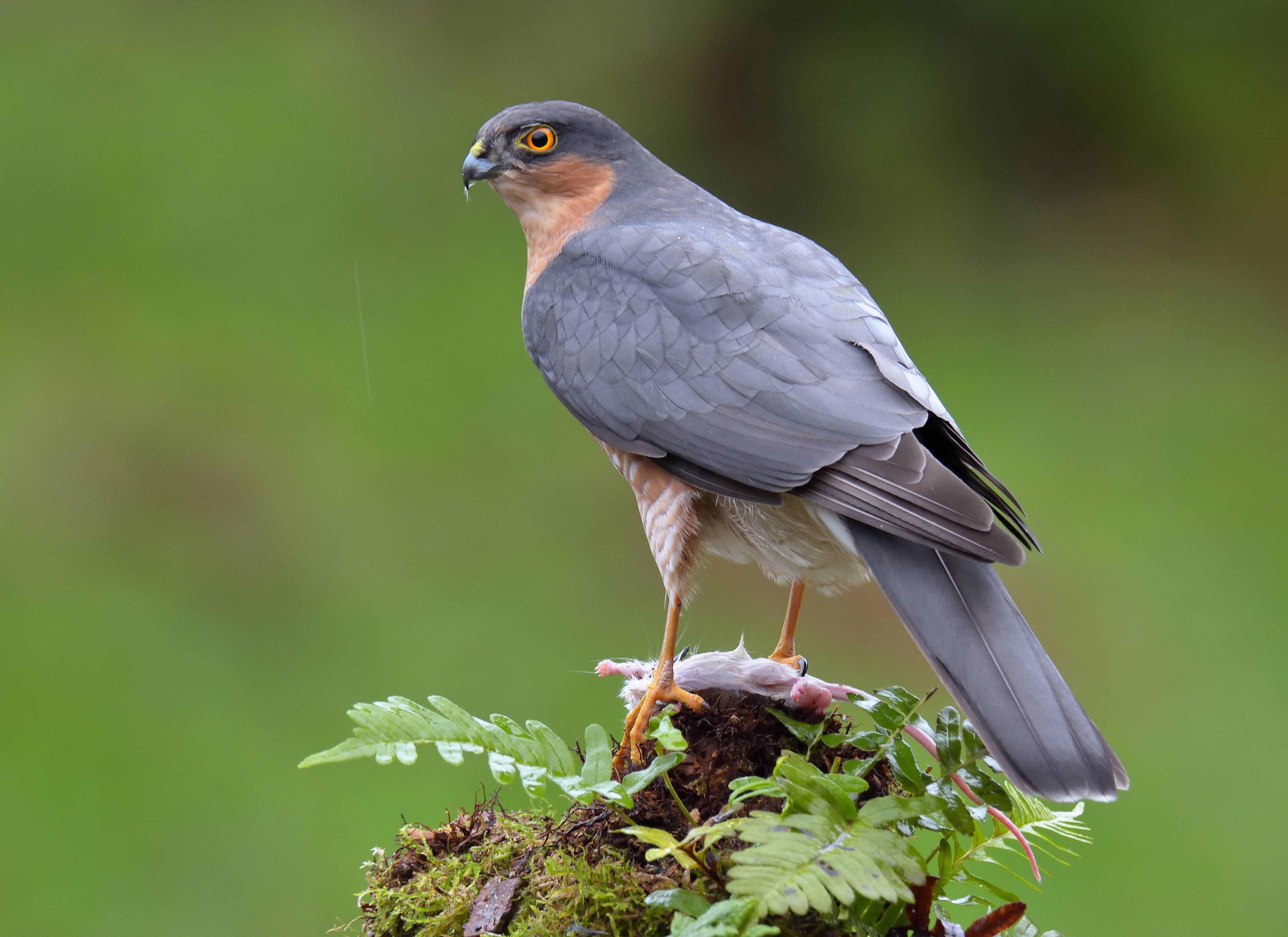 Sparrowhawk 