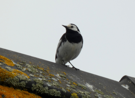 Pied Wagtail