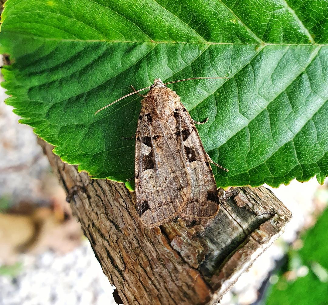 Hebrew Character