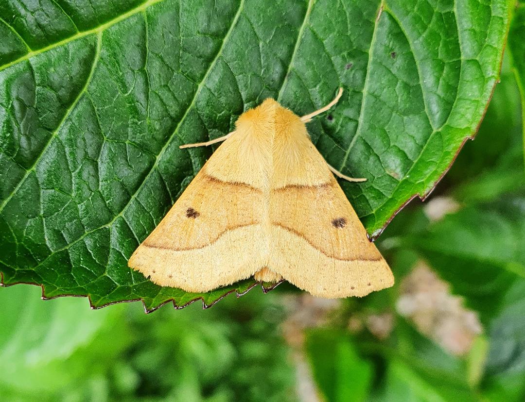 Scalloped Oak 