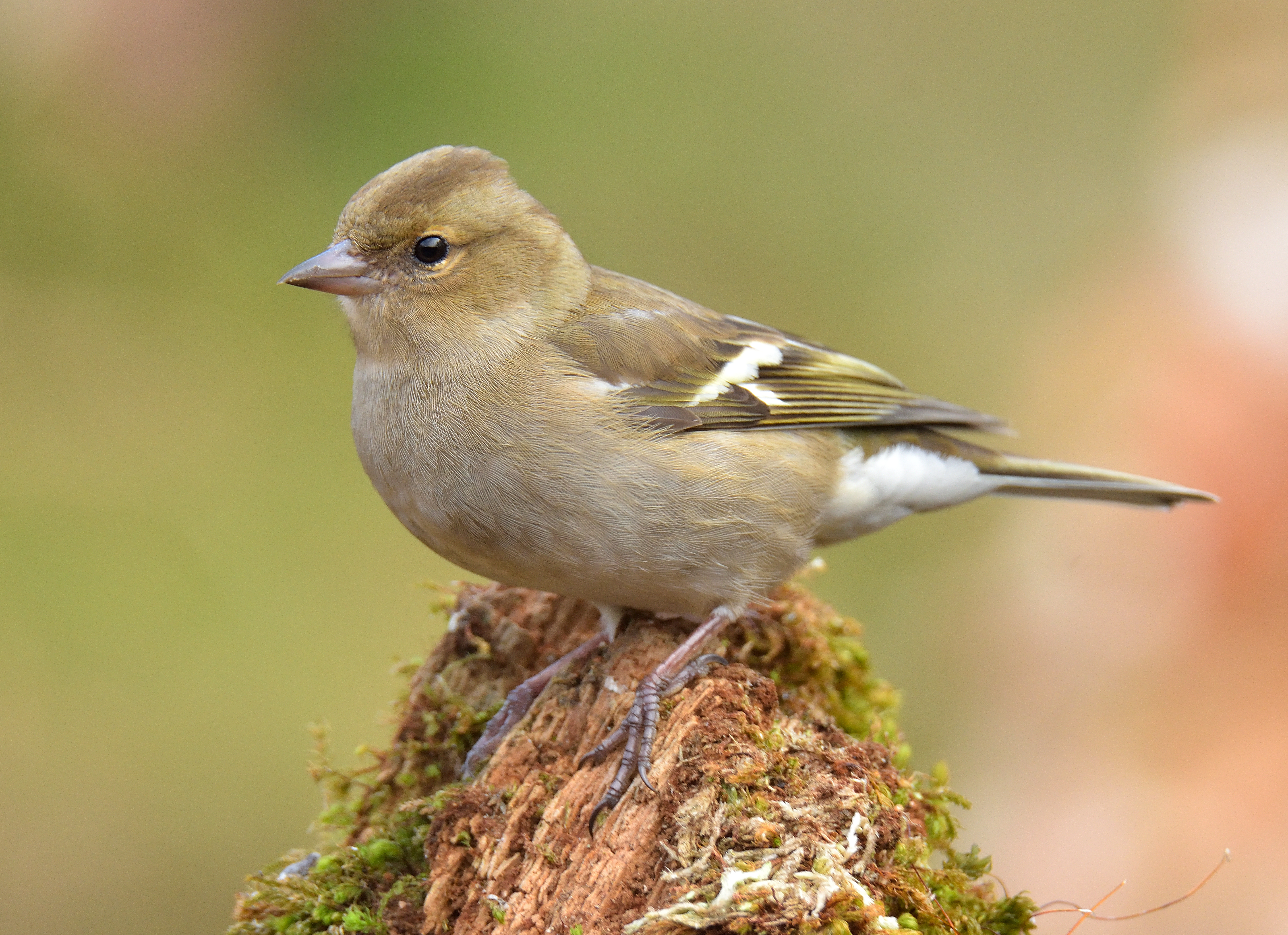 Chaffinch