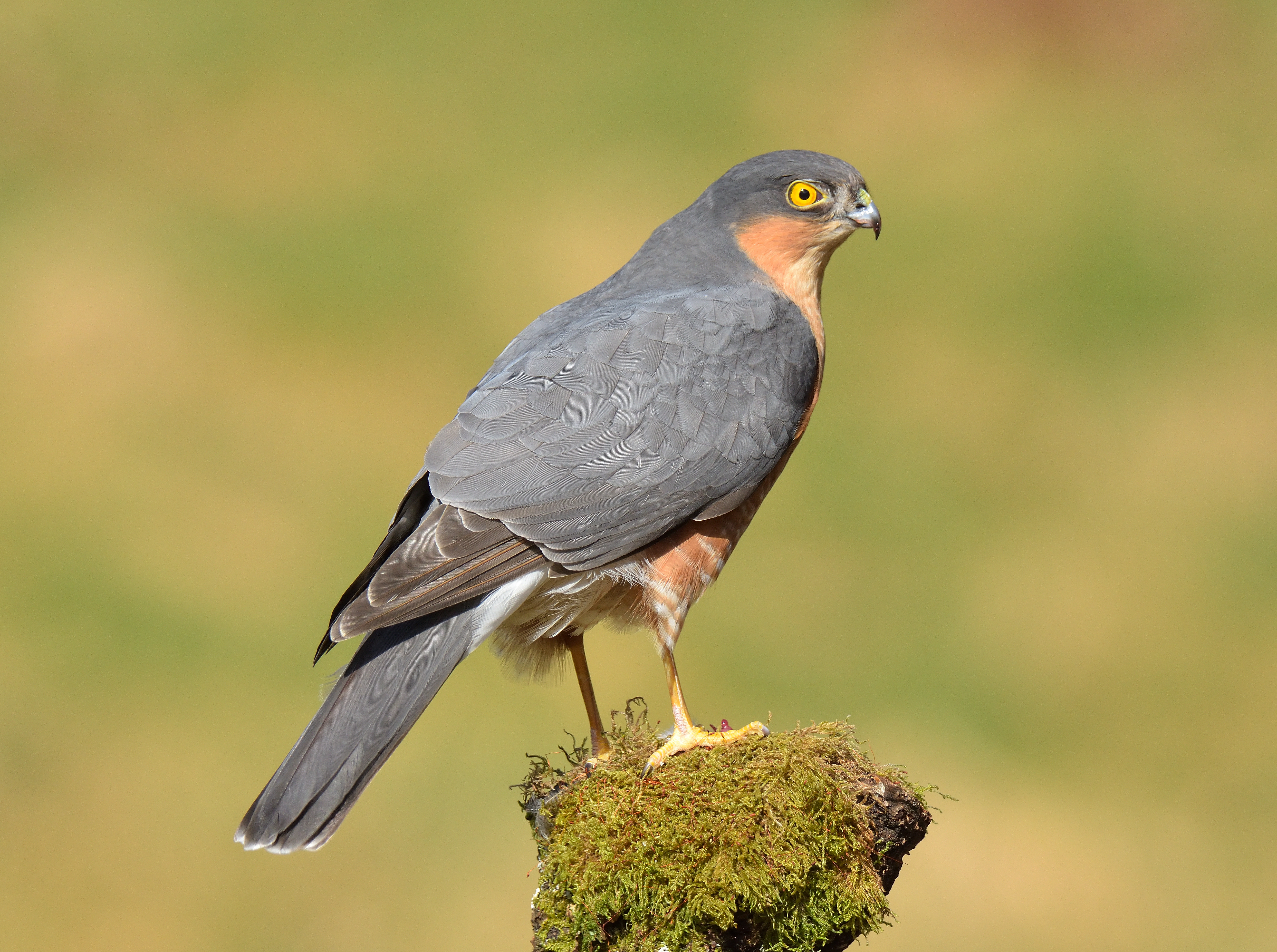 Sparrowhawk