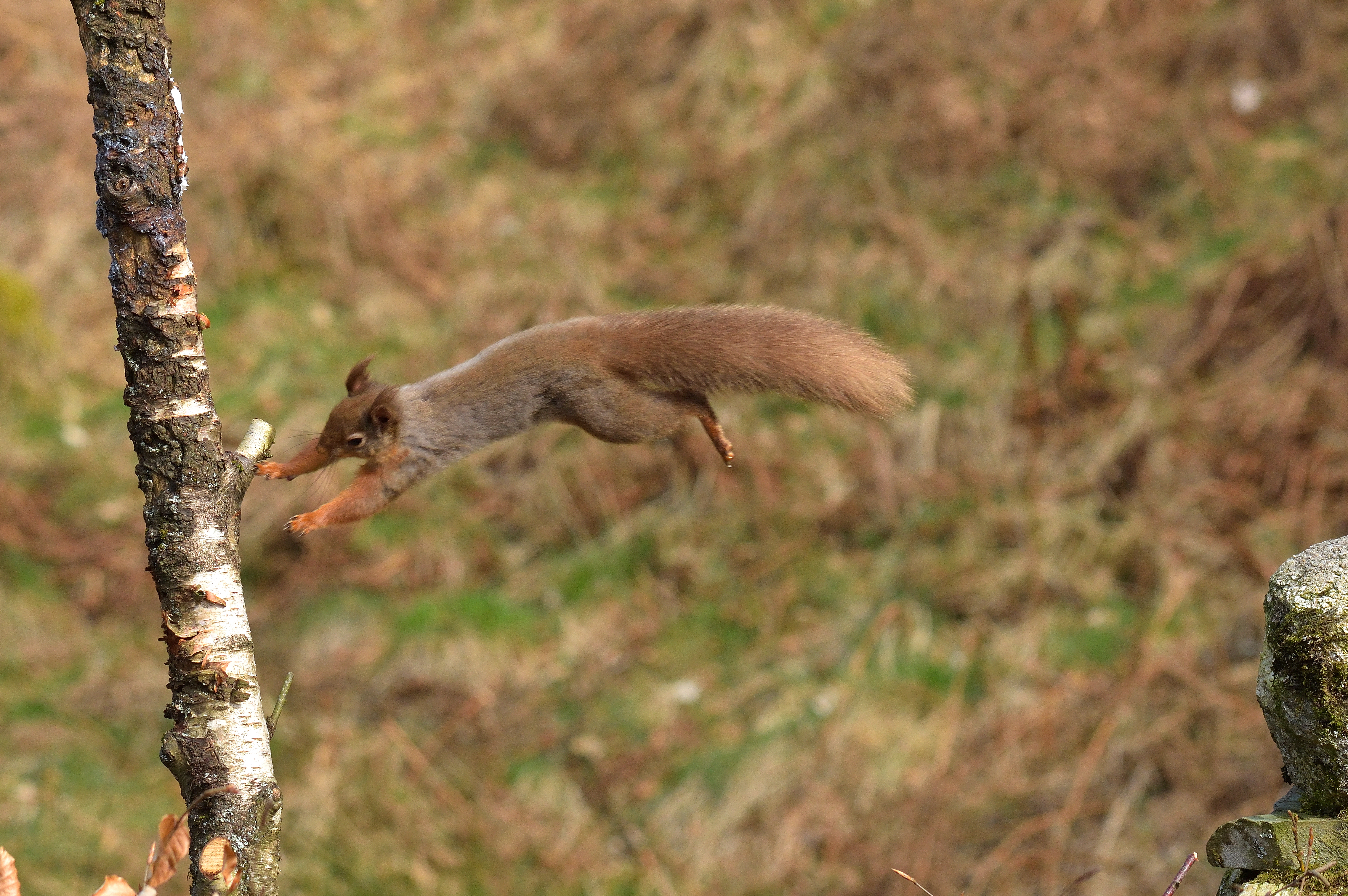 Red Squirrel