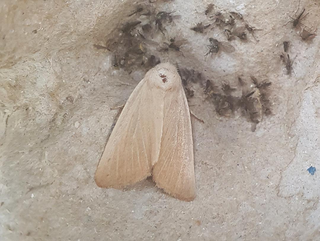 Fen Wainscot 