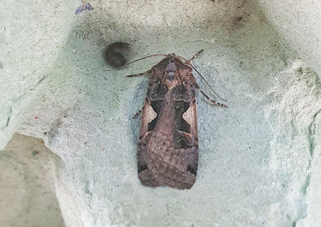 Setaceous Hebrew Character 