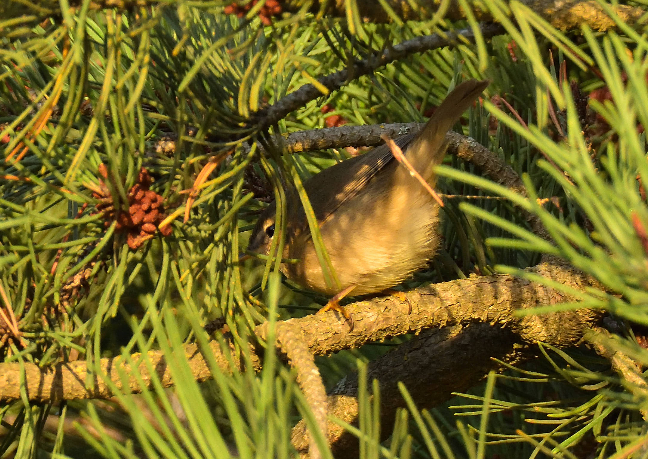 Dusky Warbler