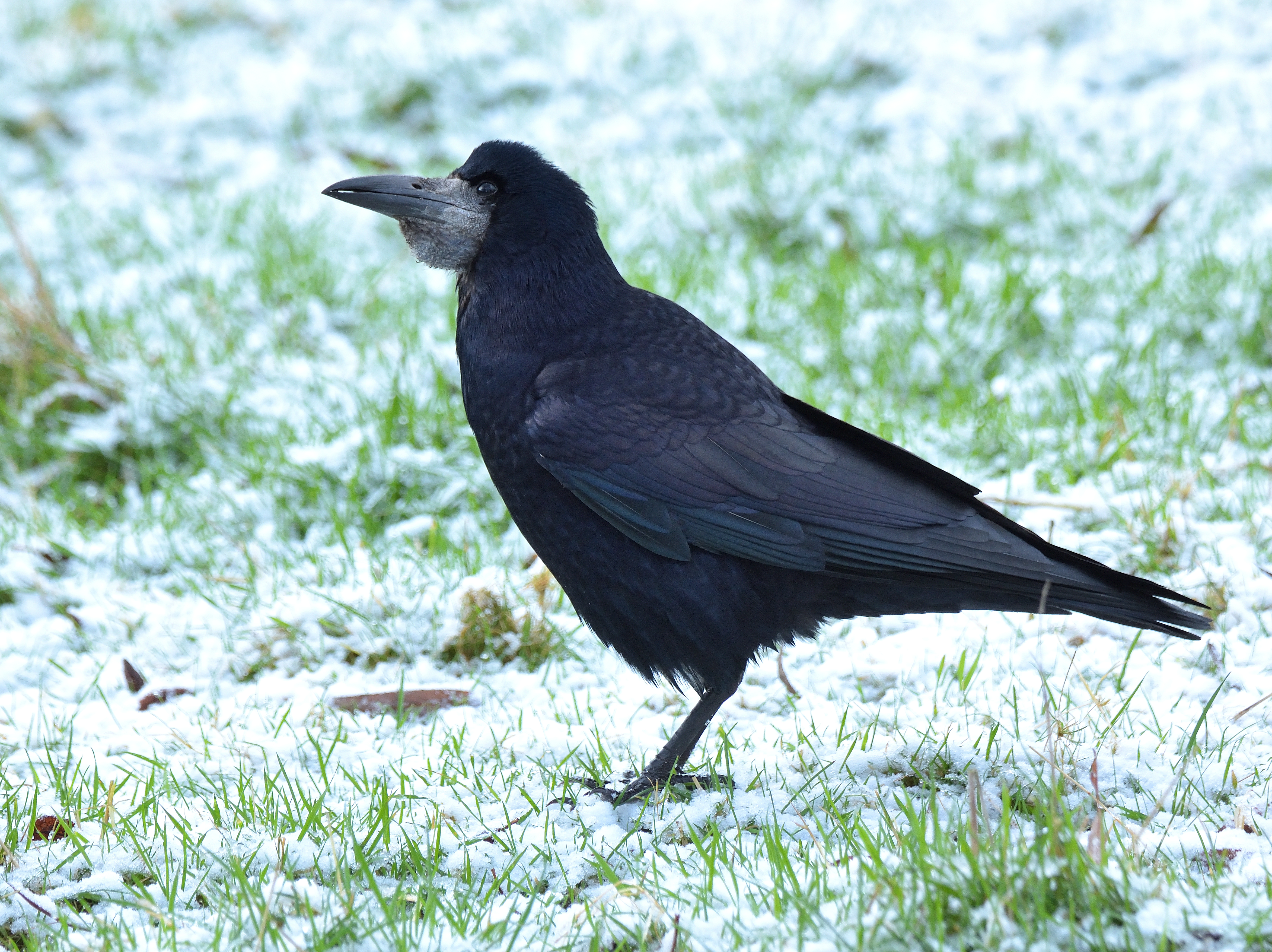 Rook
