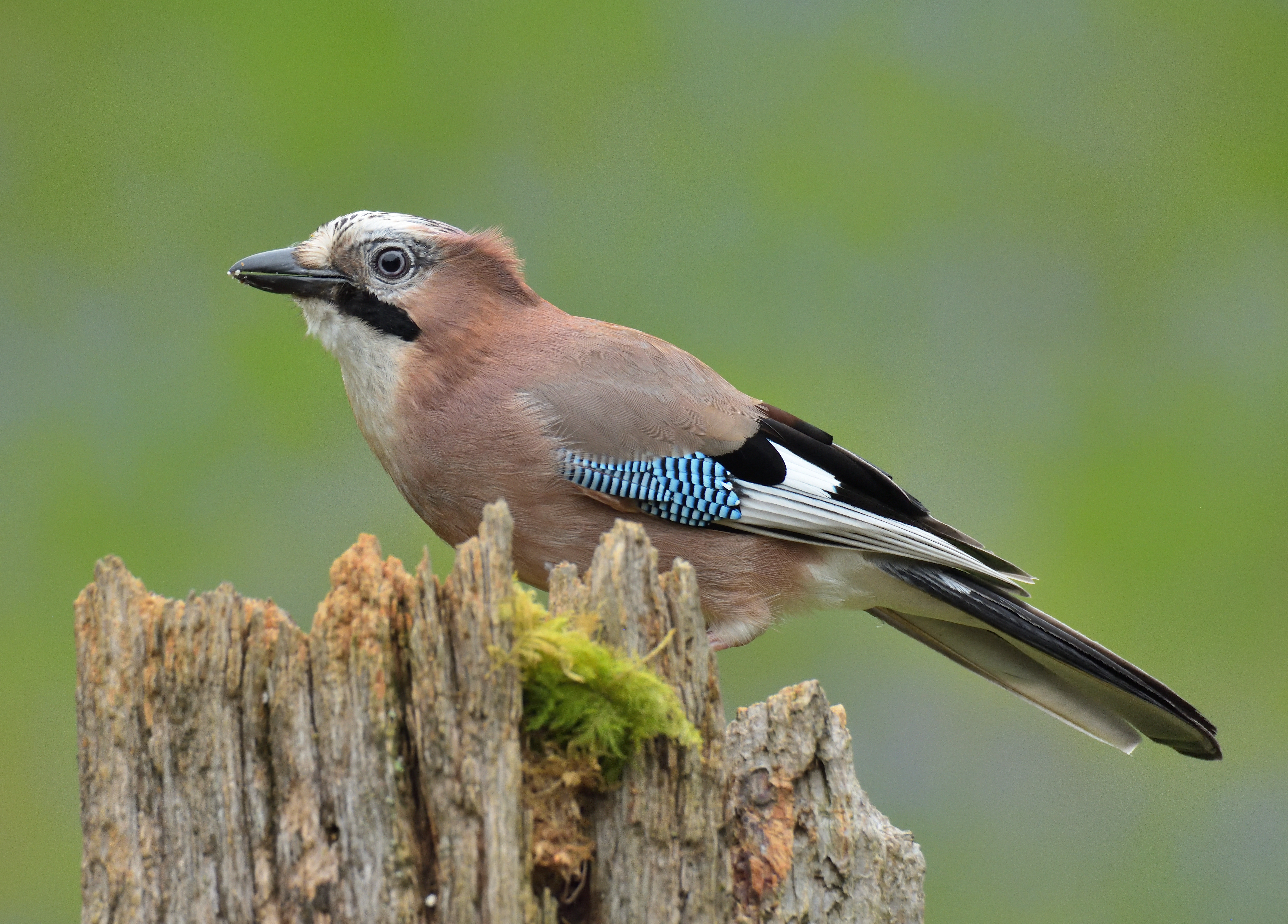 Jay