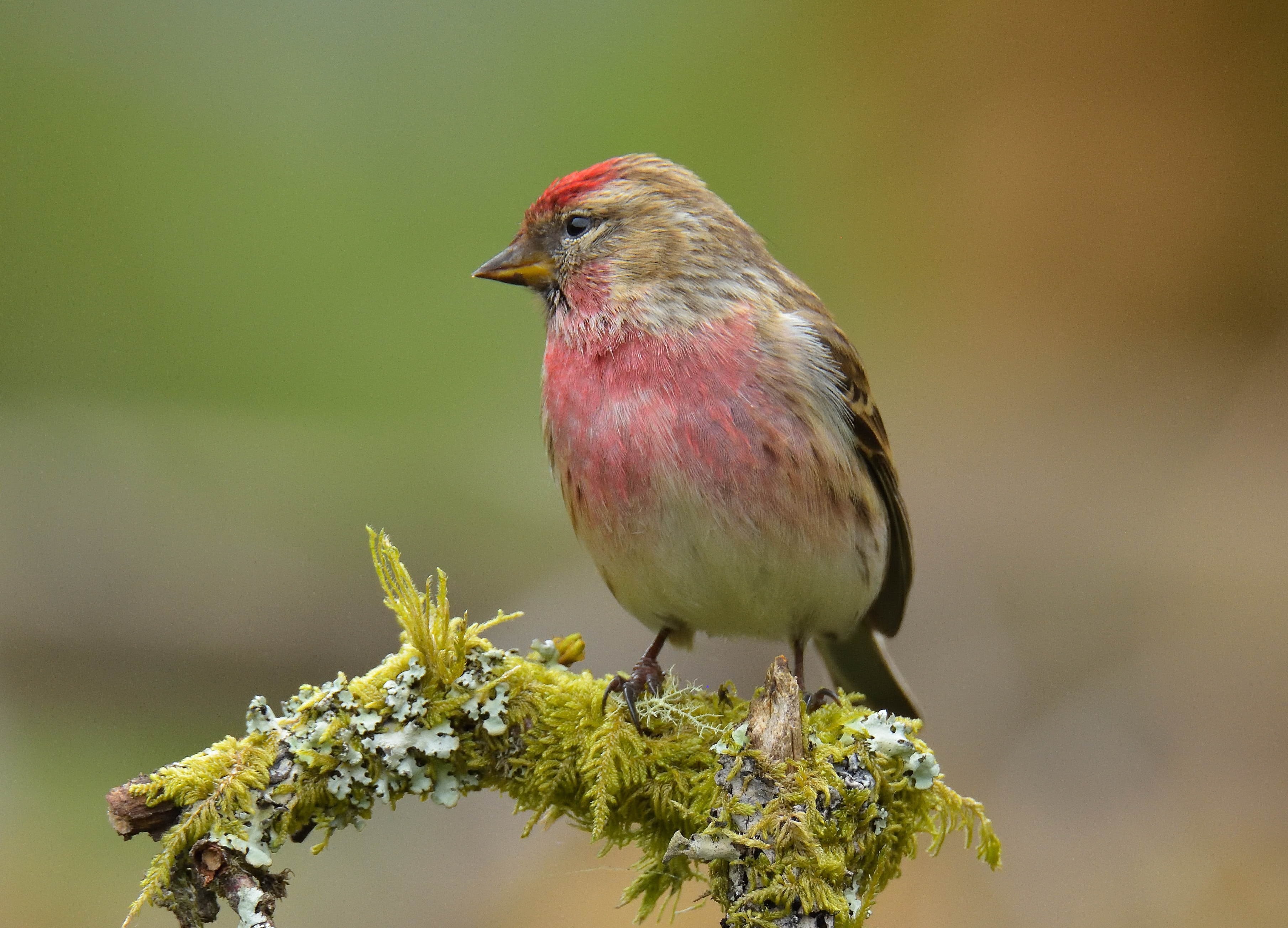 Lesser Redpoll