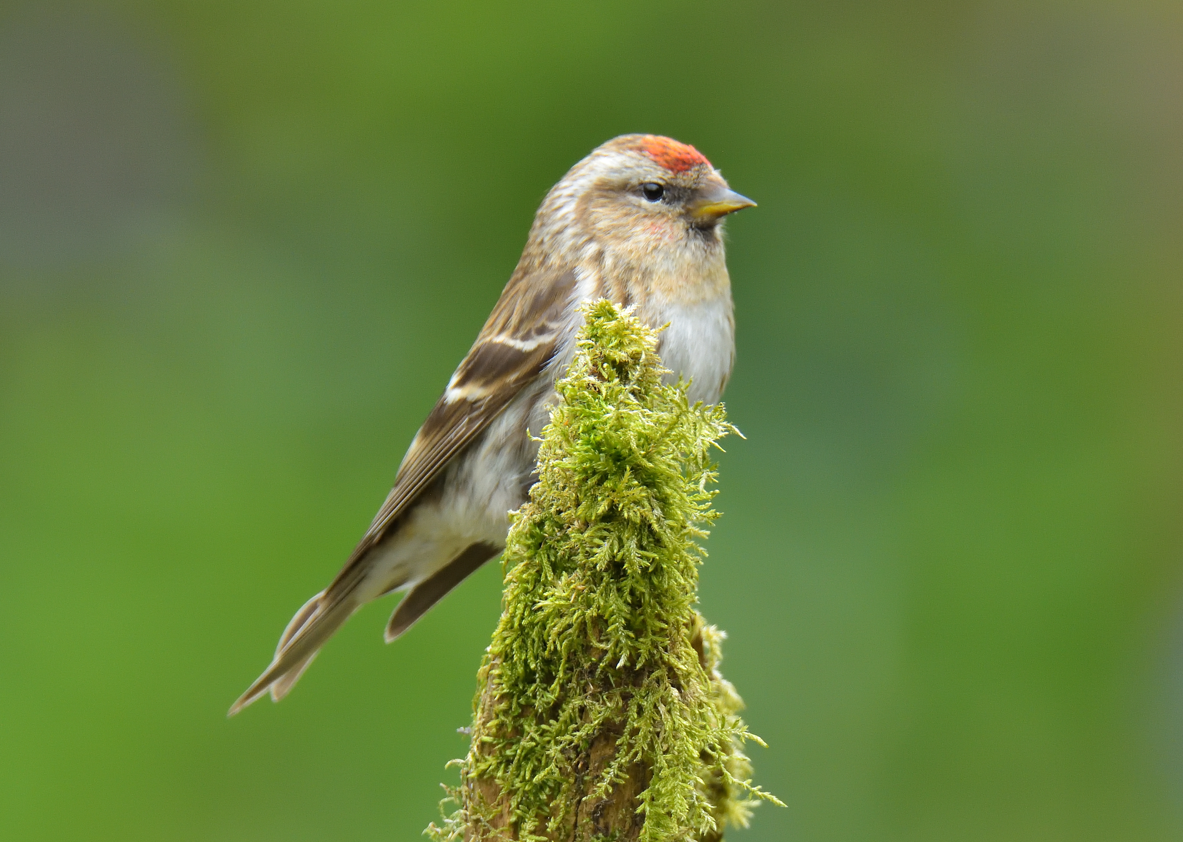 Lesser Redpoll