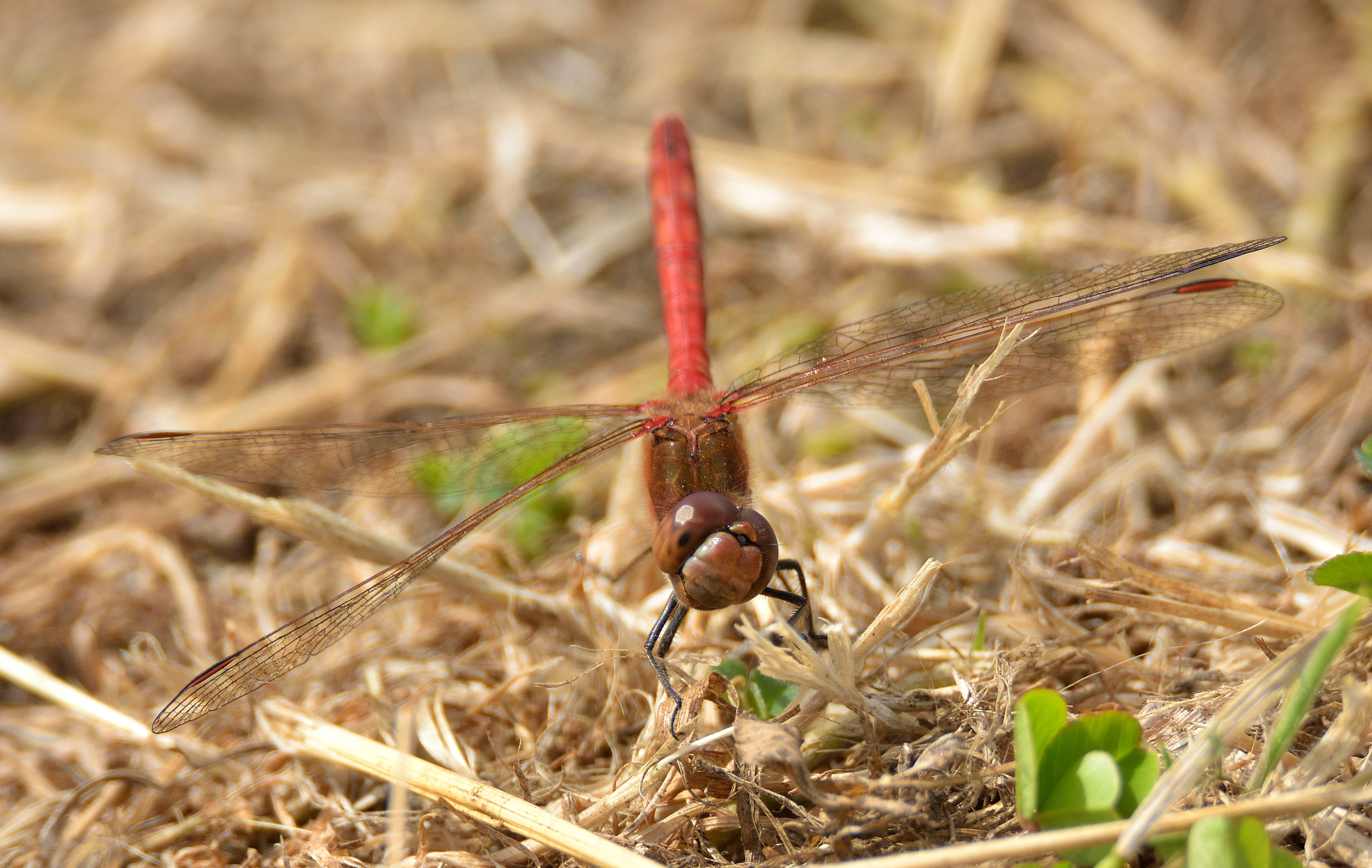 Common Darter