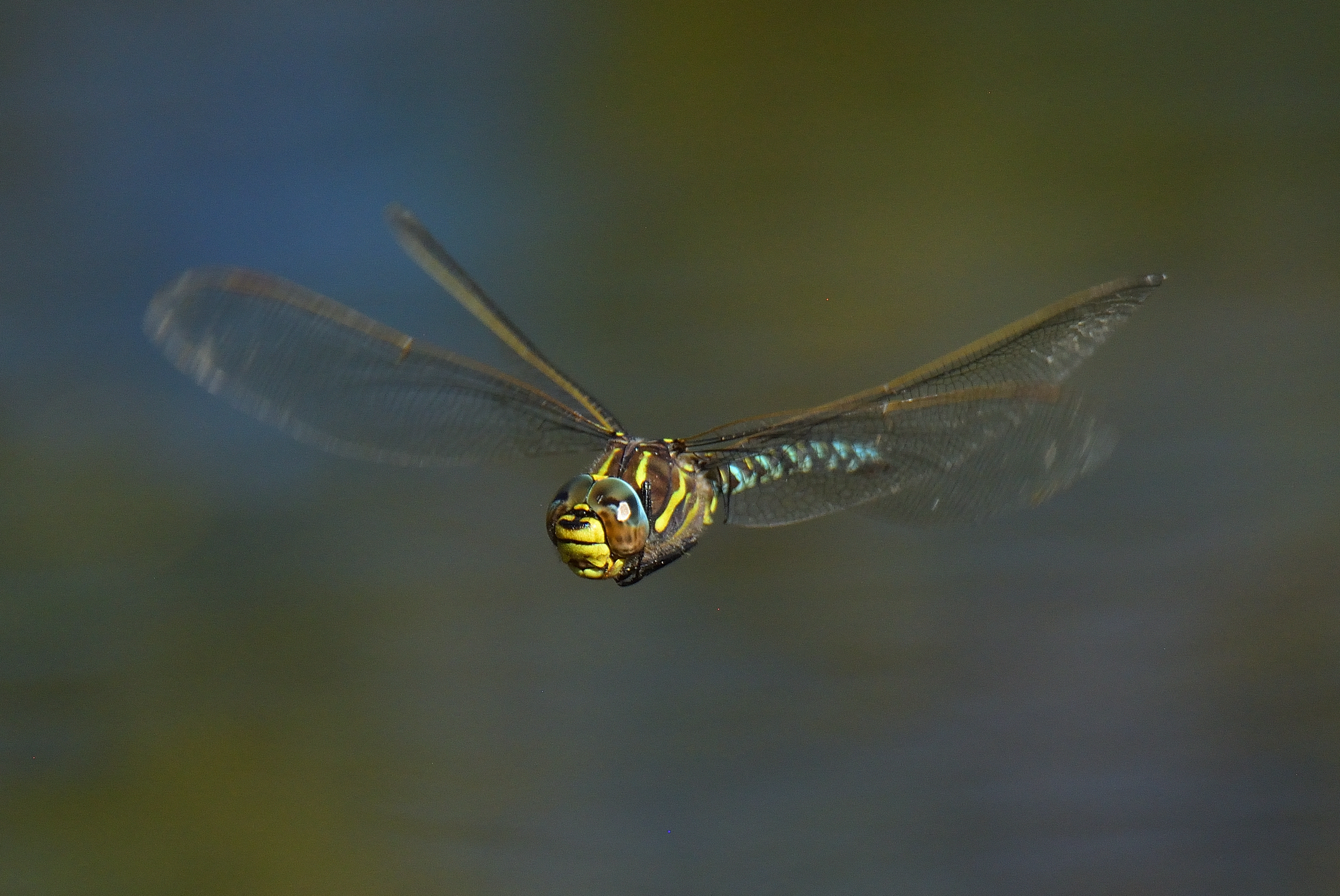 Common Hawker