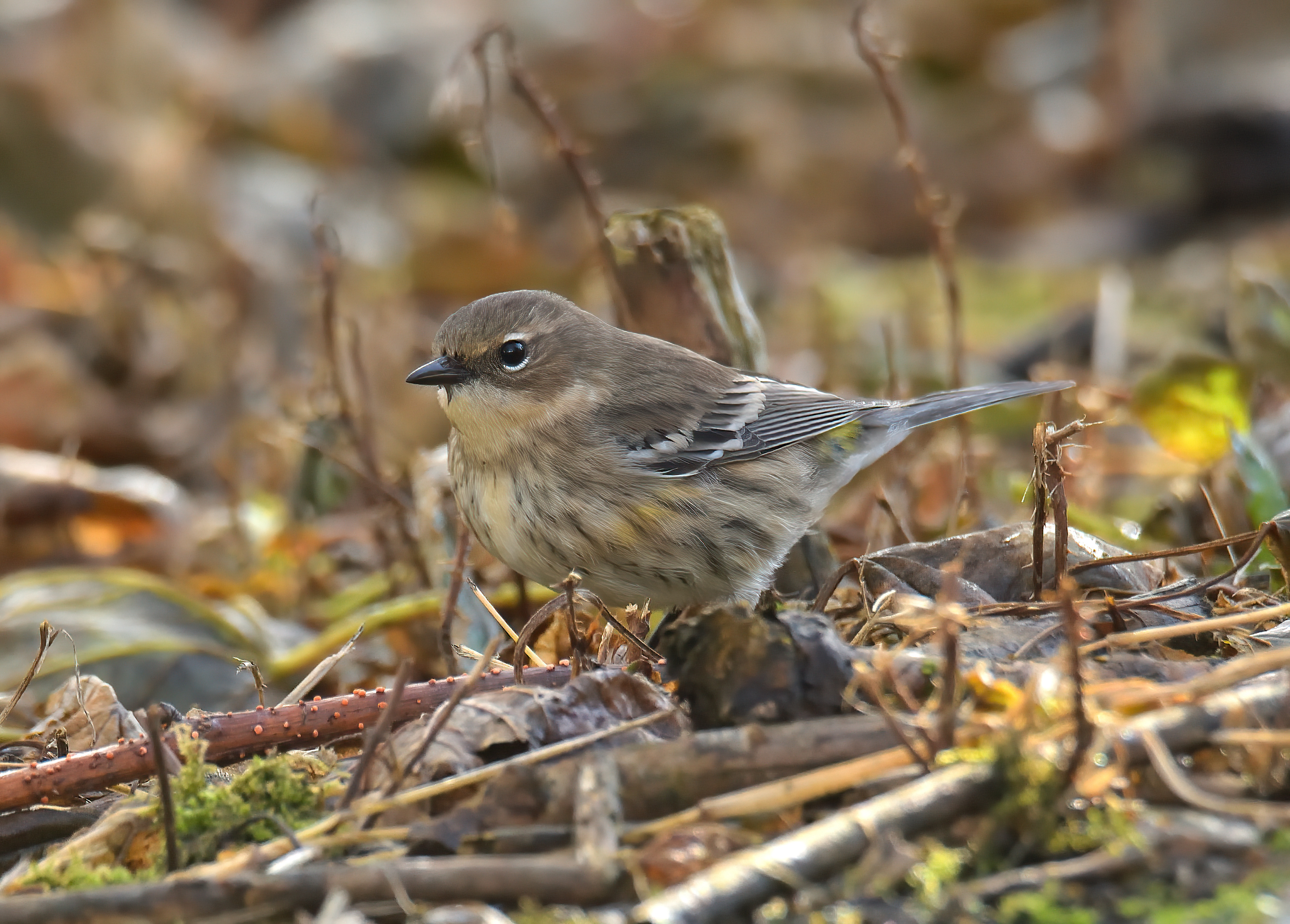 Myrtle Warbler