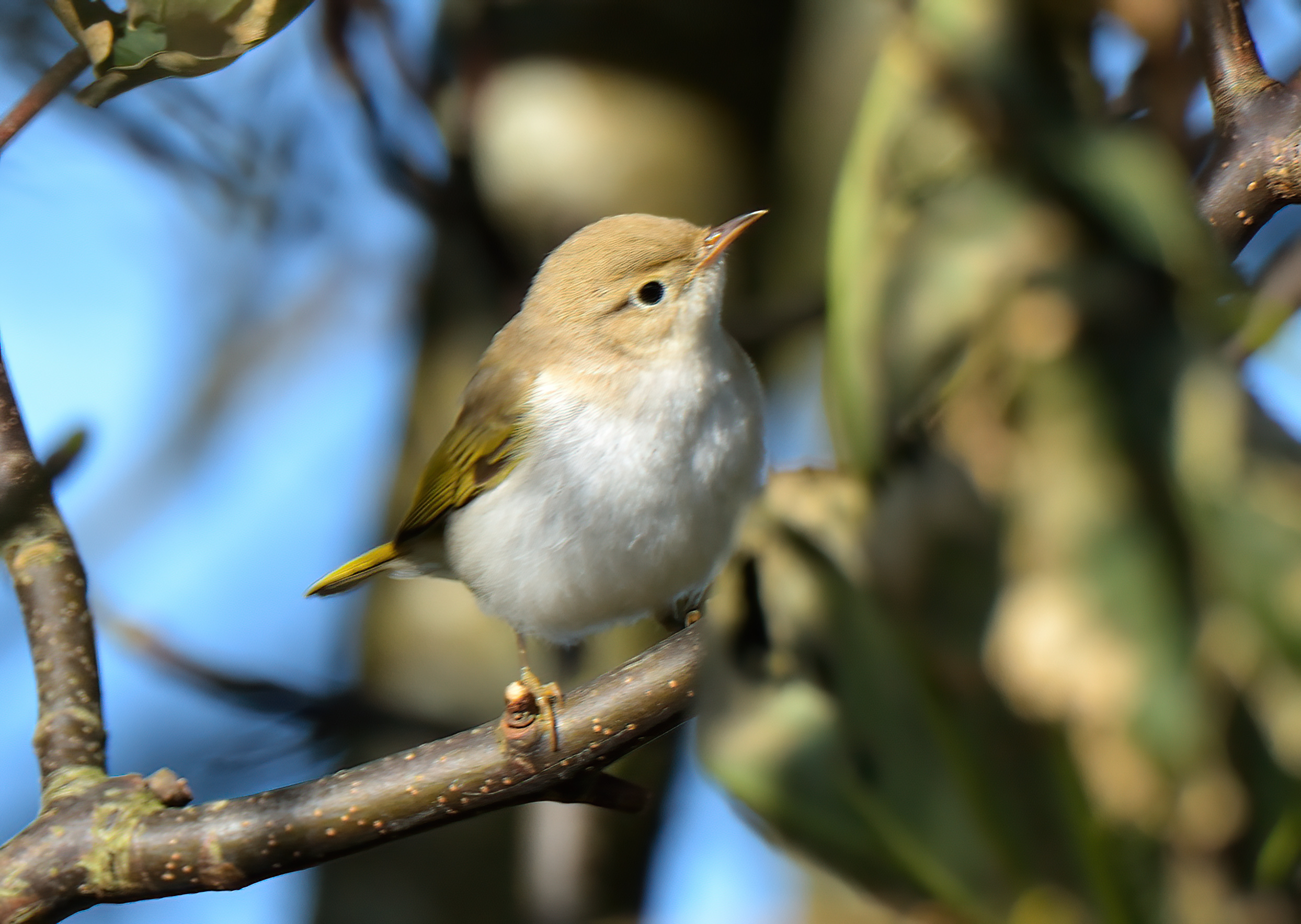Western-bonellis Warbler