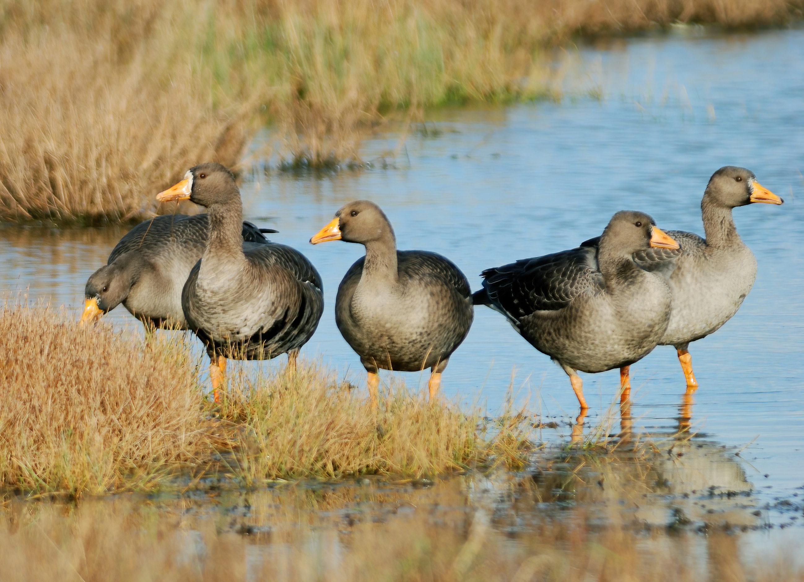 White-fronted Goose 