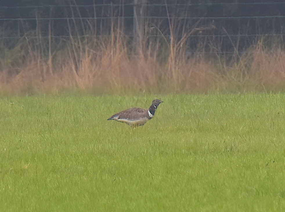 Little Bustard