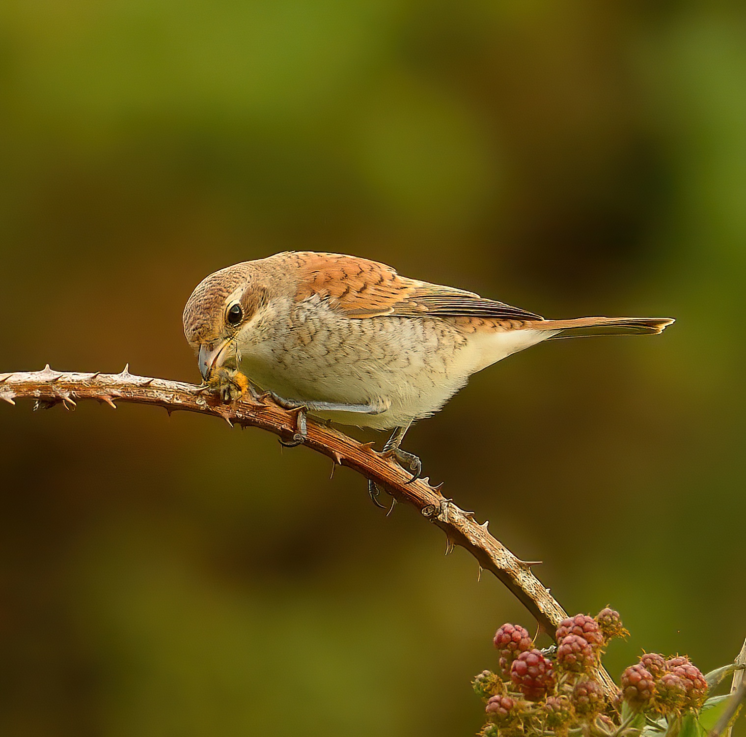 Red-backed Shrike 